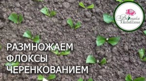 РАЗМНОЖАЕМ ФЛОКСЫ ЧЕРЕНКОВАНИЕМ
