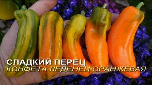 Сладкий перец КОНФЕТА ЛЕДЕНЕЦ ОРАНЖЕВАЯ. Обзор сортов ПЕРЦЕВ!