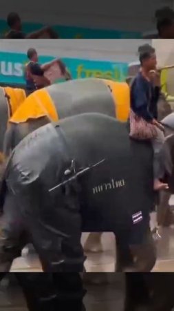 А тем временем армия Тайланда в конфликте с Камбоджей может задействовать боевых слонов.  Первая...
