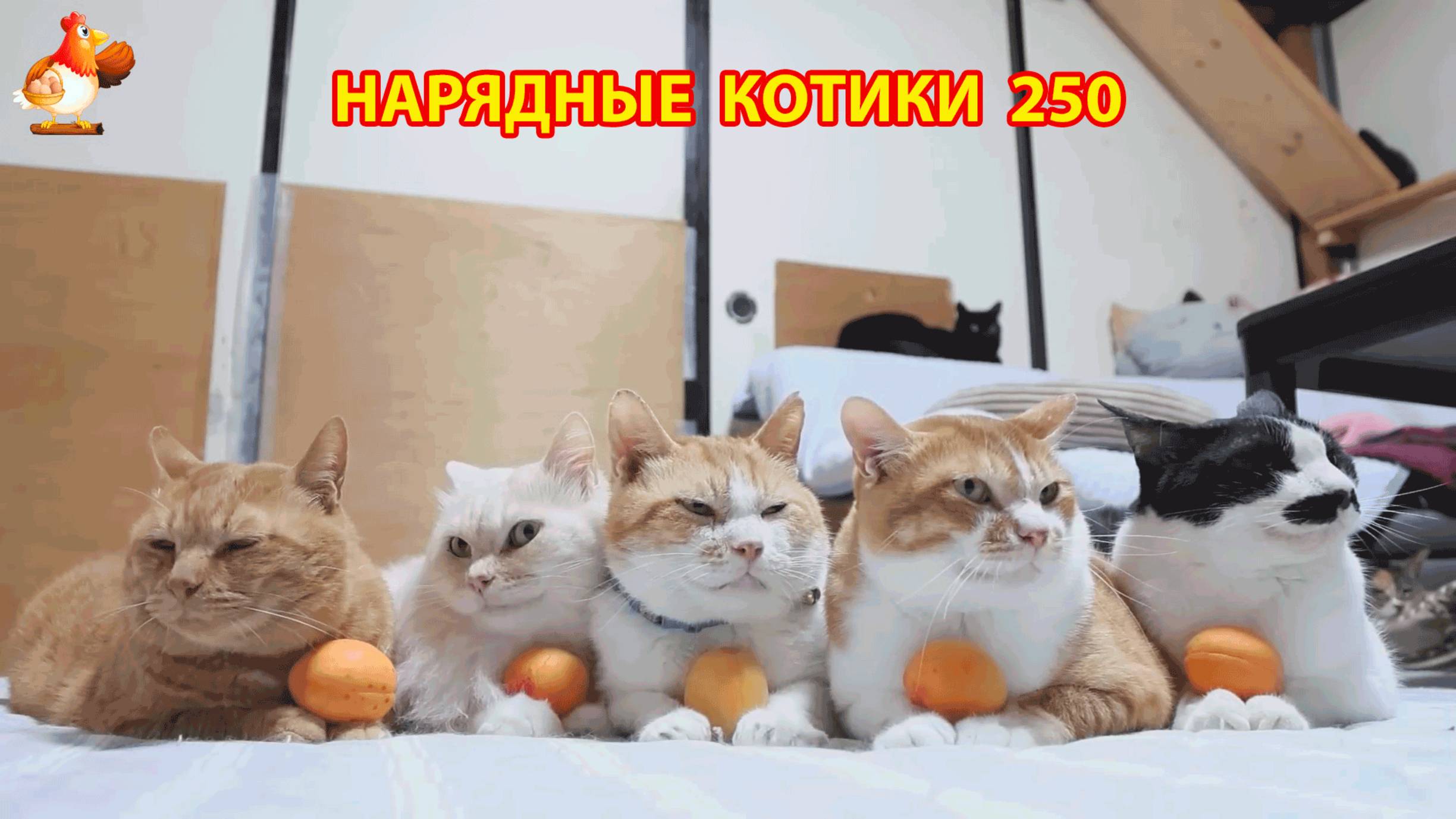 Нарядные Котики расслабляются на солнышке 🌞 🐈🐈🐈 (250)