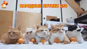 Нарядные Котики расслабляются на солнышке 🌞 🐈🐈🐈 (250)