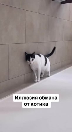 👉 https://kamennyi-zver.ru