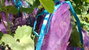 Начало окрашивания ягод винограда