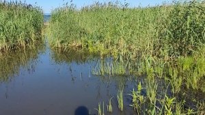 Берег оз. Арахлей