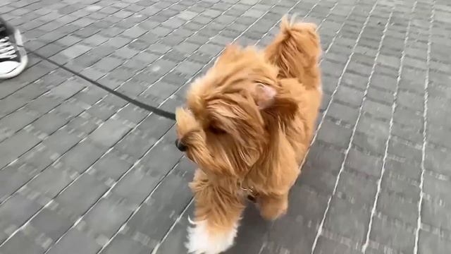 Собака Марка катается на розовой машинке с электроприводом смотреть онлайн