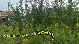 Земельный участок_СНТ Колосок_8.16 соток