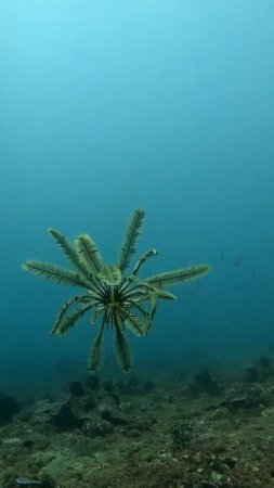 На дне океана живёт удивительное животное — морская лилия
