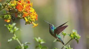 РАССЛАБЛЯЮЩАЯ МУЗЫКА ПРИРОДЫ  "УТРЕННИЕ ПТИЦЫ"