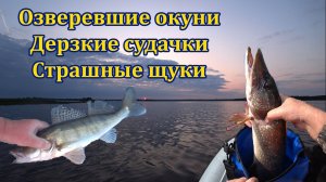 Два дня за волжским хищником. Судак, щука, окунь. Каменка, Разнежье, Бармино.