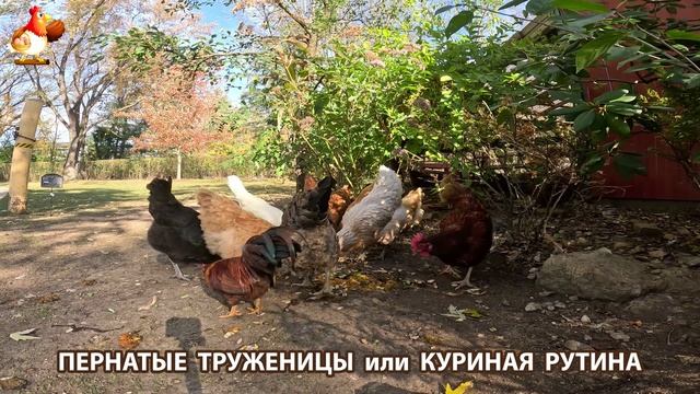 Куры несушки свободного выгула и их обычная куриная рутина – эпизод (561)