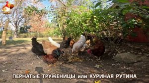 Куры несушки свободного выгула и их обычная куриная рутина – эпизод (561)