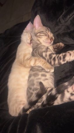 #милота #котики