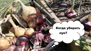 Когда убирать лук? Как понять, что репчатый лук созрел?