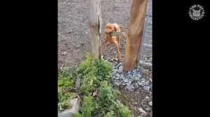 Смешные животные, часть 6
