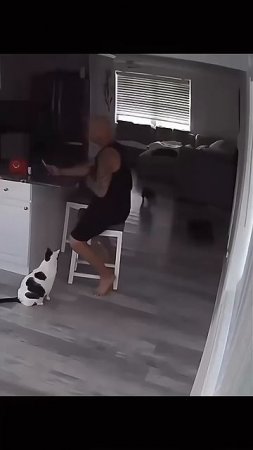Приколюхи с кошаками