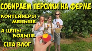 США. Собираем персики на ферме.  Контейнеры - меньше, а цены - больше!