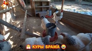 Куры Брама с лохматыми лапами прекрасные несушки (36)