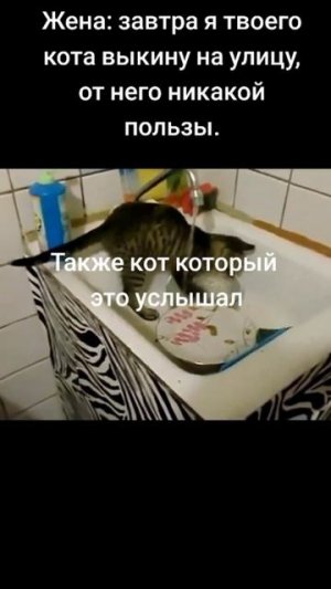 Кот моет пасуду
