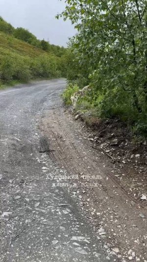 А вы видели горные цветущие рододендроны?