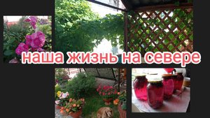 жизнь на Крайнем Севере/суета сует/выходной/вдвоем постригли газон