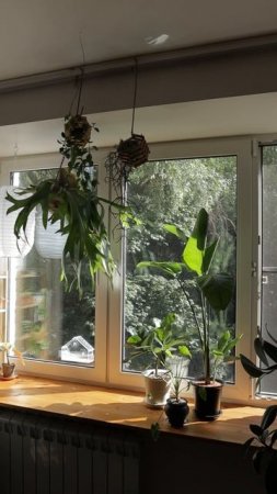 #plants #комнатныерастения