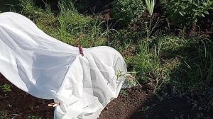 Черенки метельчатой гортензии. Пересаживаю в ОГ