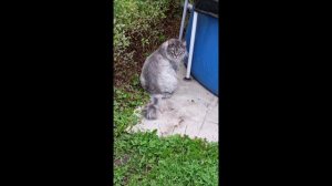 Кот. Кос