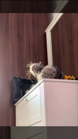 Котолиный пух