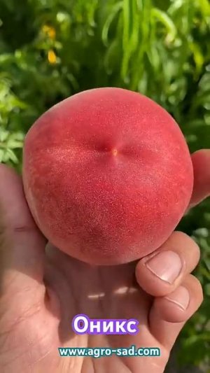 Оникс - ранний персик (3 июля) с очень насыщенным вкусом - Кубань 2025