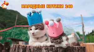 Нарядные Котики расслабляются на солнышке 🌞 🐈🐈🐈 (248)