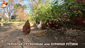 Куры несушки свободного выгула и их обычная куриная рутина – эпизод (563)