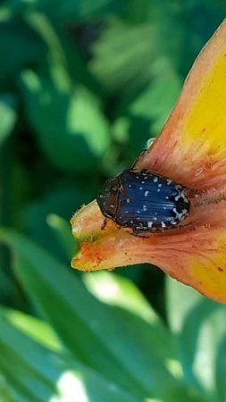 Бронзовка вонючая (Oxythyrea funesta), оленка зловонная или оленка рябая.