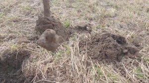Первая жара и коп железа