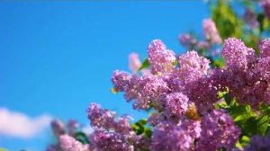 Футаж — Красивая цветущая сирень и бабочки. Футажи красивая природа