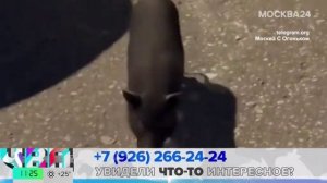 В Подольске обнаружен потерянный минипиг - Москва 24