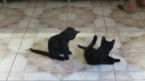 Вот такие мы были 6 лет назад Два Бомбейских братика