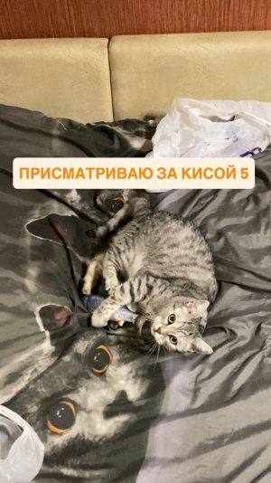 Присматриваю за кисой 5