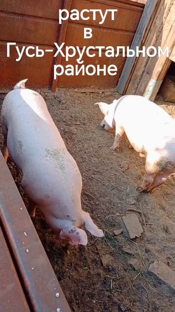 3,5месяца гибрид ландраса с темпо смотреть онлайн