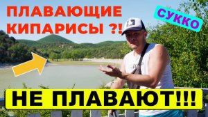 СУККО 2025. ПЛАВАЮЩИЕ КИПАРИСЫ. Обман или природное явление?!