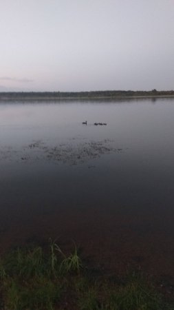 Ух ты, какой знатный гусь прибился к нашей стае... 😳 😄
