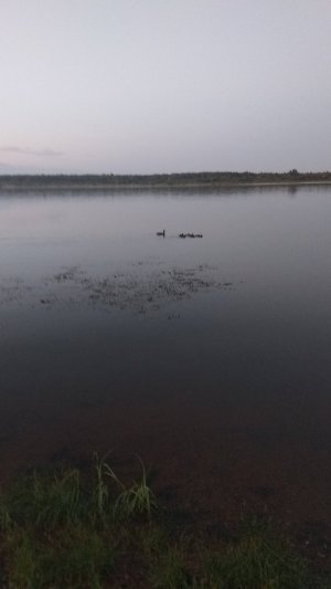 Ух ты, какой знатный гусь прибился к нашей стае... 😳 😄