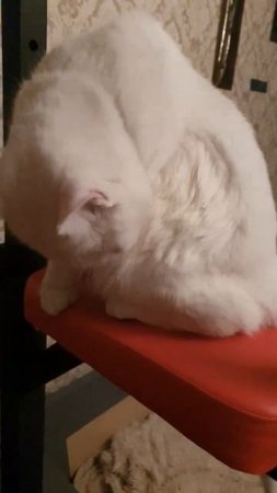Милка охлаждается