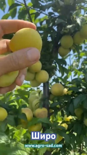 Широ (11 июля) Кубань 2025