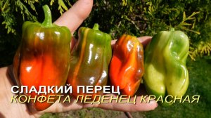 Сладкий перец КОНФЕТА ЛЕДЕНЕЦ КРАСНАЯ. Обзор сортов ПЕРЦЕВ!