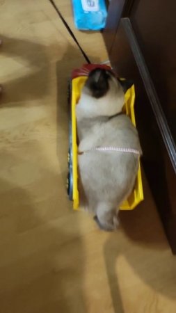 Ребёнок возит кота)