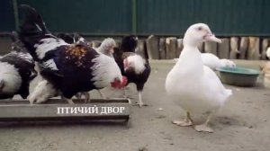 КФХ Северный олень