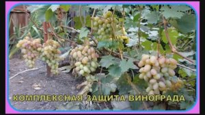 Виноград.Комплексная защита