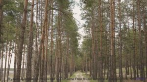 Музыка, от которой слёзы - потому что природа в ней настоящая - Давай хором споём -- POVALISHIN DIVI