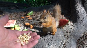 Незнакомая ручная белка. Зарисовка