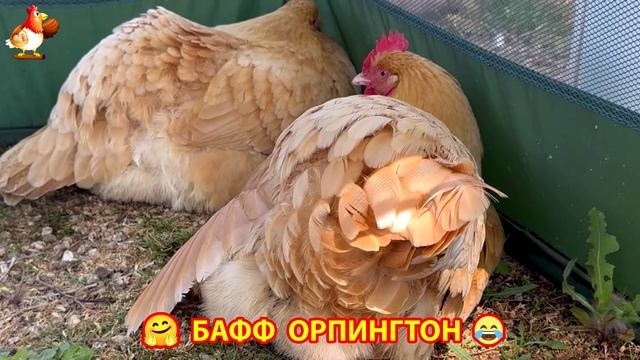 Куры Бафф Орпингтон ласковые золотые несушки❣️🤗😂 (38)